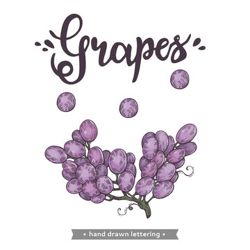 Background with violet bunch of grape and lettering grapes.