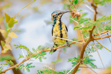 purple yellow sunbird