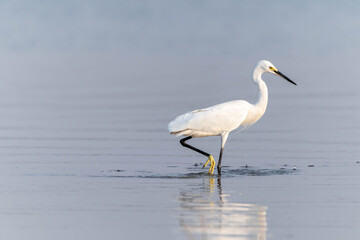 great blue heron