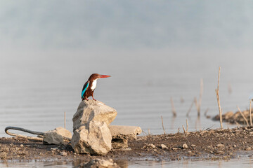 kingfisher