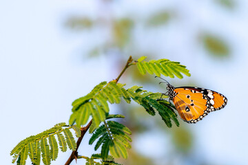 butterfly on a flower