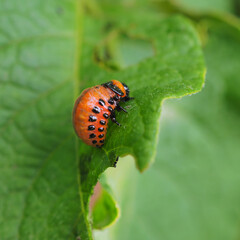 The larva of a Colorado potato beetle crawls on a pitted potato leaf. Close-up. Bright square...