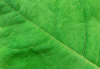 Naklejka na ściany i meble Background from green leaves. Green leaf close up for background