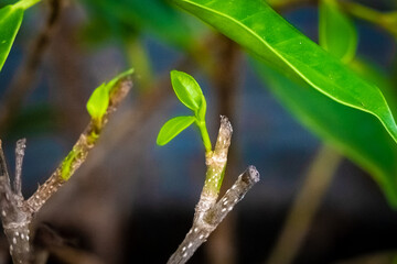 Selective focus a peak of leaves tree, Young green leaves growing up.