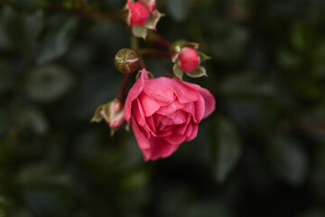 beautiful small rose flowers in pink close-up, on the background of green leaves in the garden, soft focus
