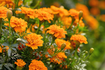 beautiful marigold flowers close-up on a blurry background. autumn season