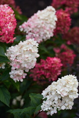 beautiful hydrangea flowers in the garden. the flowering plant is white to dark pink in color. close-up, soft focus. autumn mood