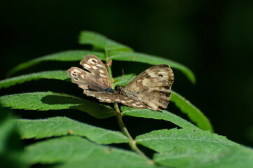 (Pararge aegeria) 
Speckled Wood  butterflies on a rowan leaf on a sunny morning. Moscow region. Russia.