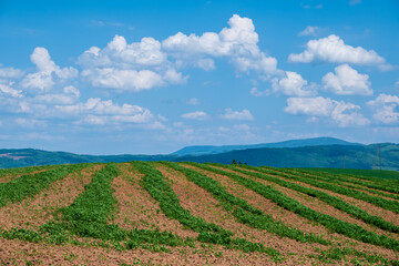 初夏の剣淵の丘の風景
