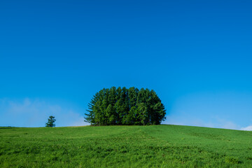 Fototapeta na wymiar 春の美瑛町 マイルドセブンの木が見える丘の風景 