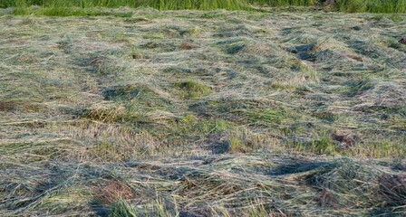hay in the meadow in summer