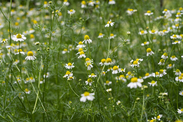 medical chamomile growing in the meadow