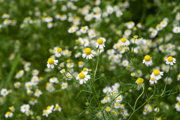 medical chamomile growing in the meadow