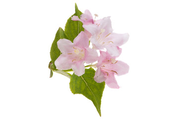 rhododendron isolated