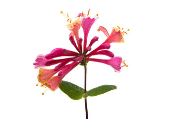 lonicera isolated