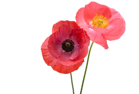 red poppies isolated