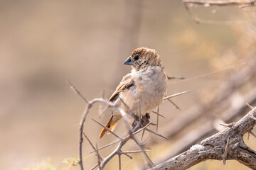 silverbill bird on branch