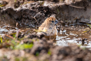 silverbill in water