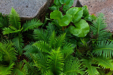 Big green tropical leaves. Tropical green garden,