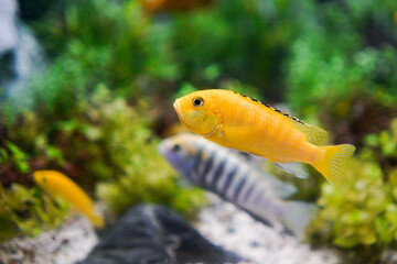 Yellow  fish swimming in Aquarium.