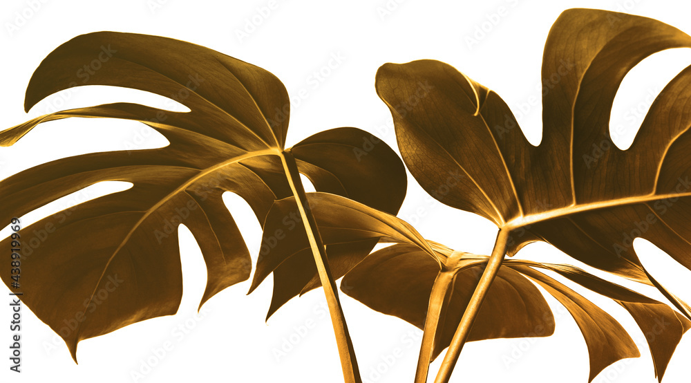 Wall mural Selective focus of monstera leaves (leaf) in gold color design background.