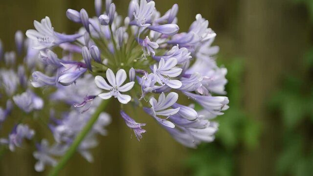 Blue Nile Blossom Blowing In Wind