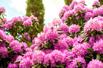 Beautiful blooming pink Azalea - flowering shrubs in the genus Rhododendron. Pink, summer flower background. gardening.