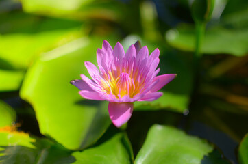 Obraz premium Water lily in the pool.