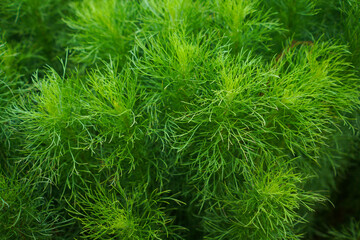 Fresh Dill isolated on the field.