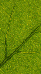 Fresh leaf of fruit tree close up. Mosaic pattern of a net of yellow veins and green plant cells. Beautiful summer mobile phone wallpaper. Abstract vertical background on a floral theme. Macro