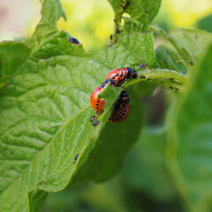 Several Colorado beetle larvae eat the potato leaf. Close-up. A bright square illustration about agriculture and plant protection from bugs and pests. Side view in profile. Macro