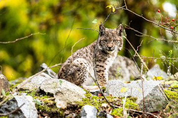 Lynx in green forest with tree trunk. Wildlife scene from nature. Playing Eurasian lynx, animal behaviour in habitat. Wild cat from Germany. Wild Bobcat between the trees