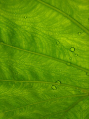 Water droplets on taro plant leaf, leaf venation pattern, green background
