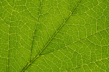Naklejka na ściany i meble Fresh leaf of ornamental tree close-up. Green and yellow mosaic pattern of veins and plant cells. Floral abstract background. Beautiful summer wallpaper. Macro