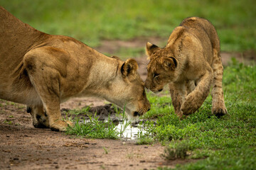 Naklejka premium Lion cub stands nuzzling mother by puddle