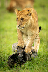 Lion cub stands on log looking left