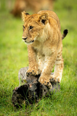Lion cub stands on log in grass