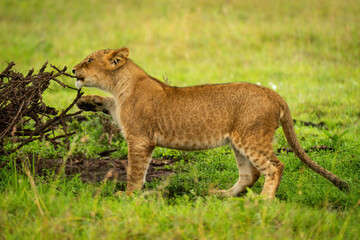 Lion cub stands nibbling branch of thornbush