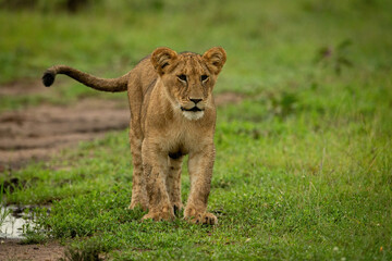 Lion cub stands on grass flicking tail