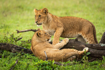 Lion cub stands by another beside log