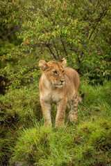 Lion cub stands by bushes looking right