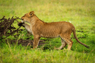 Lion cub stands biting branch of thornbush