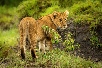 Lion cub stands by bush staring right