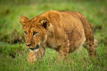 Lion cub stalks through grass staring ahead