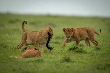 Fototapeta na wymiar Lion cub stalks another carrying stick around