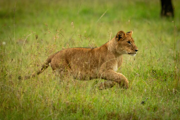 Obraz na płótnie Canvas Lion cub sprints through grass lifting forepaws