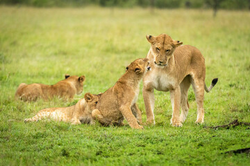 Naklejka na ściany i meble Lion cub snarls at mother in grass