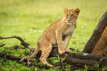 Lion cub sitting on log in grassland