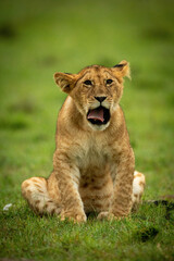 Obraz na płótnie Canvas Lion cub sits yawning facing towards camera