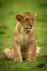 Obraz na płótnie Canvas Lion cub sits staring in wet grass